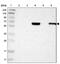 Complement C1r Subcomponent Like antibody, NBP1-88314, Novus Biologicals, Western Blot image 