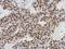 POU Class 5 Homeobox 1 antibody, NBP2-15052, Novus Biologicals, Immunohistochemistry frozen image 