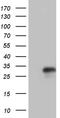 Interleukin-24 antibody, TA809389, Origene, Western Blot image 