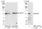 HECT And RLD Domain Containing E3 Ubiquitin Protein Ligase 4 antibody, NBP1-00104, Novus Biologicals, Western Blot image 