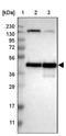 CAMP Responsive Element Binding Protein 1 antibody, NBP1-90364, Novus Biologicals, Western Blot image 