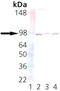 Unc-45 Myosin Chaperone A antibody, ADI-SRA-1800-D, Enzo Life Sciences, Western Blot image 