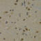 MYC Associated Factor X antibody, LS-C331941, Lifespan Biosciences, Immunohistochemistry frozen image 