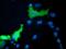 NEDD9-interacting protein with calponin homology and LIM domains antibody, GTX84121, GeneTex, Immunocytochemistry image 
