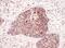 Complement C1q Binding Protein antibody, NBP1-49960, Novus Biologicals, Immunohistochemistry frozen image 
