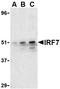 Interferon Regulatory Factor 7 antibody, NBP1-77263, Novus Biologicals, Western Blot image 