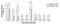 Mycobacterium avium antibody, NBP2-54646, Novus Biologicals, Enzyme Linked Immunosorbent Assay image 