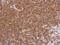 Dysbindin-1 antibody, NBP2-16245, Novus Biologicals, Immunohistochemistry paraffin image 