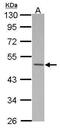Makorin Ring Finger Protein 2 antibody, PA5-30482, Invitrogen Antibodies, Western Blot image 