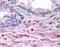 Engulfment And Cell Motility 2 antibody, orb93977, Biorbyt, Immunohistochemistry paraffin image 
