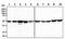 Glutathione Synthetase antibody, GTX57671, GeneTex, Western Blot image 