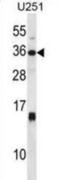 Stanniocalcin 1 antibody, abx028371, Abbexa, Western Blot image 