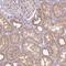 Alcohol Dehydrogenase 5 (Class III), Chi Polypeptide antibody, HPA061919, Atlas Antibodies, Immunohistochemistry frozen image 