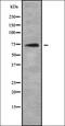 DNA Topoisomerase I Mitochondrial antibody, orb338248, Biorbyt, Western Blot image 