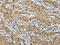 Napsin A Aspartic Peptidase antibody, CSB-PA252963, Cusabio, Immunohistochemistry frozen image 