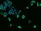Solute Carrier Family 39 Member 7 antibody, 200202-T02, Sino Biological, Immunohistochemistry frozen image 