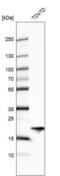 ADP Ribosylation Factor Like GTPase 1 antibody, NBP2-57579, Novus Biologicals, Western Blot image 