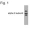 Gamma-Aminobutyric Acid Type A Receptor Alpha6 Subunit antibody, OPA1-04114, Invitrogen Antibodies, Western Blot image 