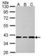 Aflatoxin B1 aldehyde reductase member 2 antibody, GTX115109, GeneTex, Western Blot image 