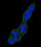 Heat Shock Protein Family A (Hsp70) Member 5 antibody, LS-C165064, Lifespan Biosciences, Immunofluorescence image 