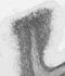 Myelin-oligodendrocyte glycoprotein antibody, 73-412, Antibodies Incorporated, Immunohistochemistry frozen image 