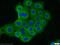 RAS Related 2 antibody, 12530-1-AP, Proteintech Group, Immunofluorescence image 
