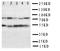 Interferon Regulatory Factor 3 antibody, LS-C312963, Lifespan Biosciences, Western Blot image 
