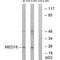 Mediator Complex Subunit 18 antibody, PA5-50052, Invitrogen Antibodies, Western Blot image 