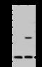 Transcription Elongation Factor A Like 3 antibody, 203403-T40, Sino Biological, Western Blot image 