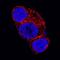Glypican 3 antibody, AF2119, R&D Systems, Immunofluorescence image 