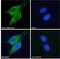 Perilipin 3 antibody, GTX89106, GeneTex, Immunofluorescence image 