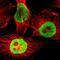 Heterogeneous Nuclear Ribonucleoprotein D antibody, NBP1-88915, Novus Biologicals, Immunocytochemistry image 