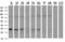 Crystallin Mu antibody, GTX84654, GeneTex, Western Blot image 