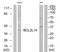 BCL2 Like 14 antibody, TA315784, Origene, Western Blot image 