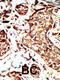 Bromodomain Containing 3 antibody, 63-366, ProSci, Immunohistochemistry paraffin image 