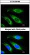 Electron Transfer Flavoprotein Subunit Beta antibody, GTX109189, GeneTex, Immunocytochemistry image 