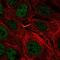 Transmembrane Protein 8A antibody, PA5-62365, Invitrogen Antibodies, Immunofluorescence image 