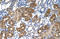 Betaine--Homocysteine S-Methyltransferase antibody, orb330185, Biorbyt, Immunohistochemistry paraffin image 