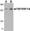 TNF Receptor Superfamily Member 14 antibody, MBS151161, MyBioSource, Western Blot image 