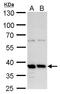 Mortality Factor 4 Like 1 antibody, GTX128495, GeneTex, Western Blot image 