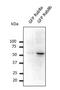 RAB8B, Member RAS Oncogene Family antibody, orb334962, Biorbyt, Western Blot image 