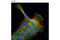 CD2 Associated Protein antibody, 5478S, Cell Signaling Technology, Immunocytochemistry image 