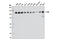 Cbl Proto-Oncogene antibody, 8447S, Cell Signaling Technology, Western Blot image 