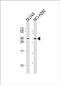 Tetraspanin 18 antibody, PA5-48957, Invitrogen Antibodies, Western Blot image 