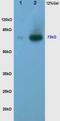 CREB Regulated Transcription Coactivator 2 antibody, GTX51565, GeneTex, Western Blot image 