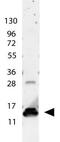 Interleukin 9 antibody, GTX48672, GeneTex, Western Blot image 