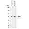 Butyrylcholinesterase antibody, AF9024, R&D Systems, Western Blot image 