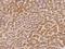 Diphthamide Biosynthesis 5 antibody, 200310-T08, Sino Biological, Immunohistochemistry frozen image 