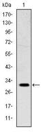 Msh Homeobox 1 antibody, MA5-15839, Invitrogen Antibodies, Western Blot image 