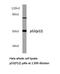 p53 antibody, LS-C176160, Lifespan Biosciences, Western Blot image 